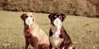 Cães e gatos NÃO transmitem Covid (na verdade, são os proprietários que os infectam). Confirmação em um novo estudo