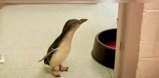 Veja a felicidade desse pinguim ao procurar e encontrar seu cuidador