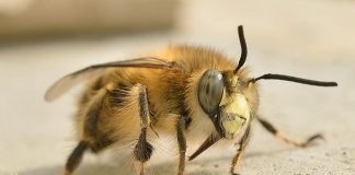 As abelhas usam cocô para afastar as terríveis vespas assassinas