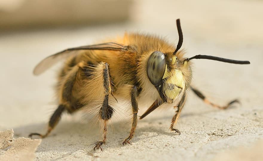 As abelhas usam cocô para afastar as terríveis vespas assassinas