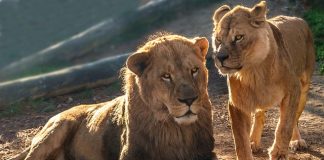 Coronavírus: teste de quatro leões deu positivo para Covid-19 no zoológico de Barcelona