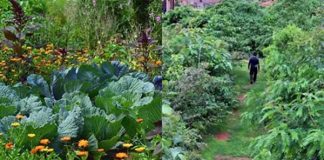 O jardim florestal com 500 plantas comestíveis que requer apenas algumas horas de trabalho por mês