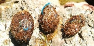 “Grama” do mar consegue capturar milhões de partículas de plástico do mar