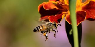 Por que as abelhas são tão importantes? E como você pode ajudá-las