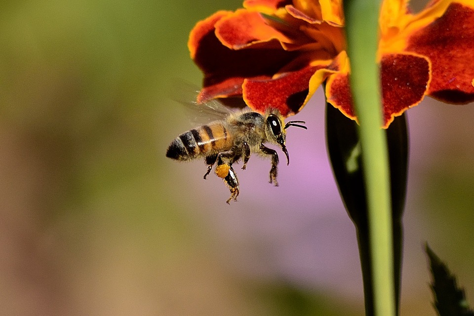 Por que as abelhas são tão importantes? E como você pode ajudá-las