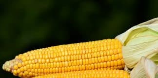 México proíbe milho transgênico e planeja banir glifosato