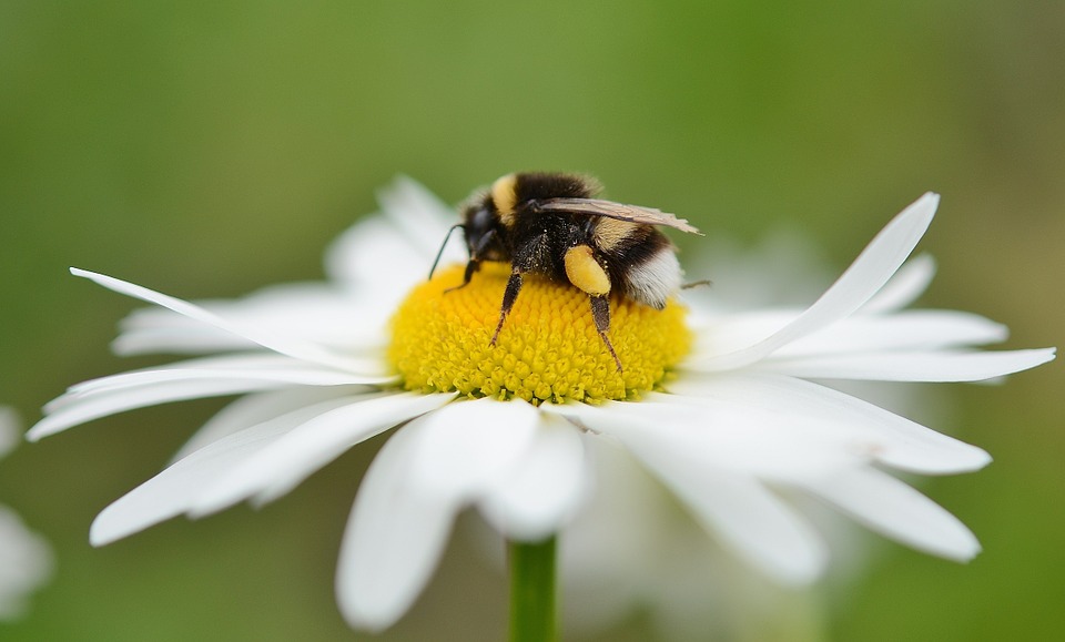 pensarcontemporaneo.com - Por que as abelhas são tão importantes? E como você pode ajudá-las