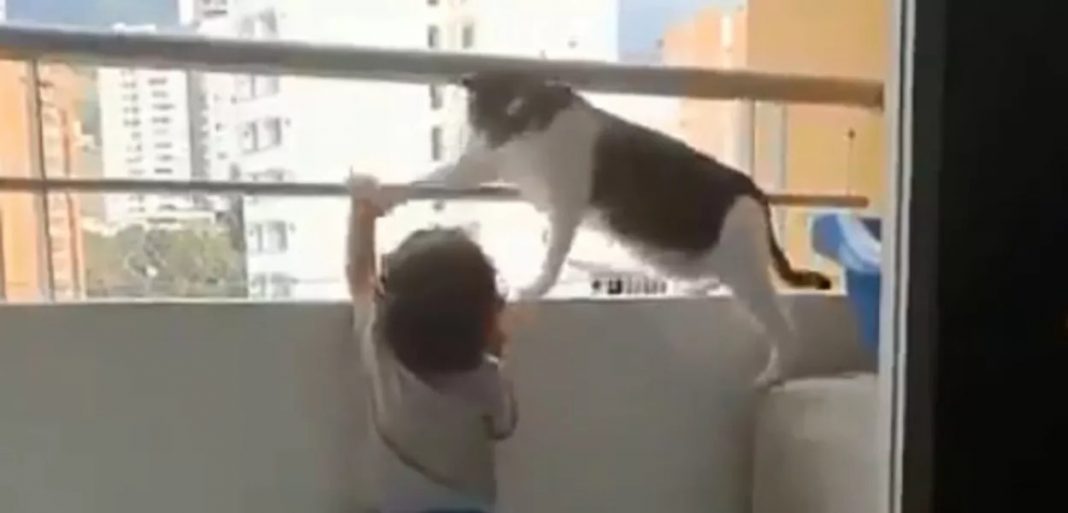 Vídeo de gato salvando criança de pular da janela viraliza nas redes