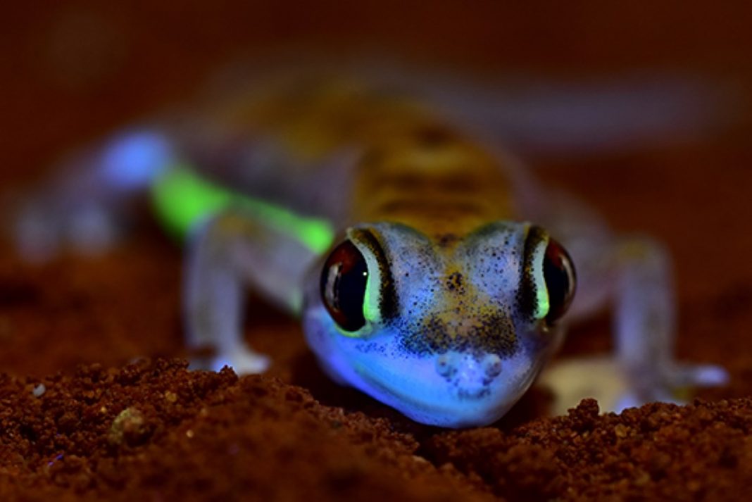 Pesquisadores descobrem uma lagartixa do deserto que brilha no escuro
