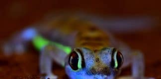 Pesquisadores descobrem uma lagartixa do deserto que brilha no escuro