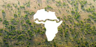 Nova vida para a Grande Muralha Verde, a parede de 8 mil km de árvores para salvar a África