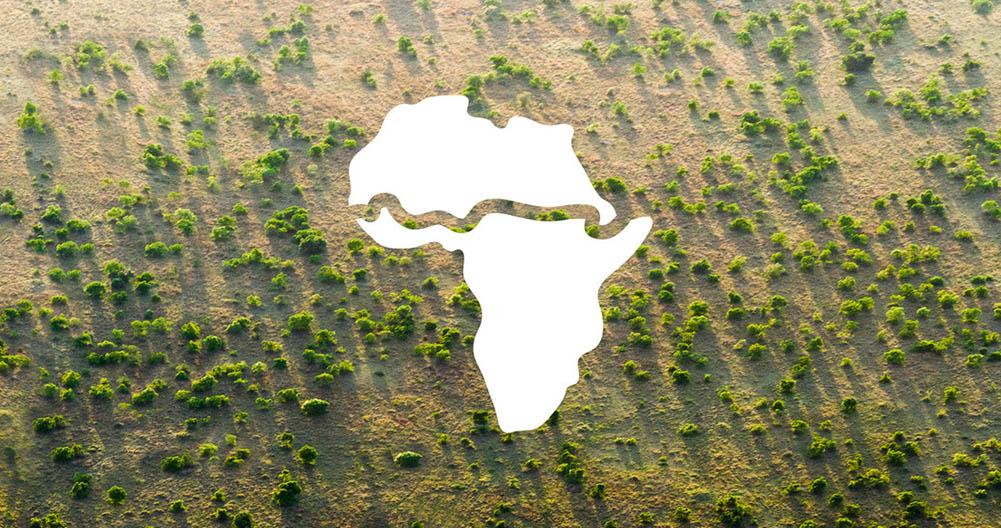 Nova vida para a Grande Muralha Verde, a parede de 8 mil km de árvores para salvar a África