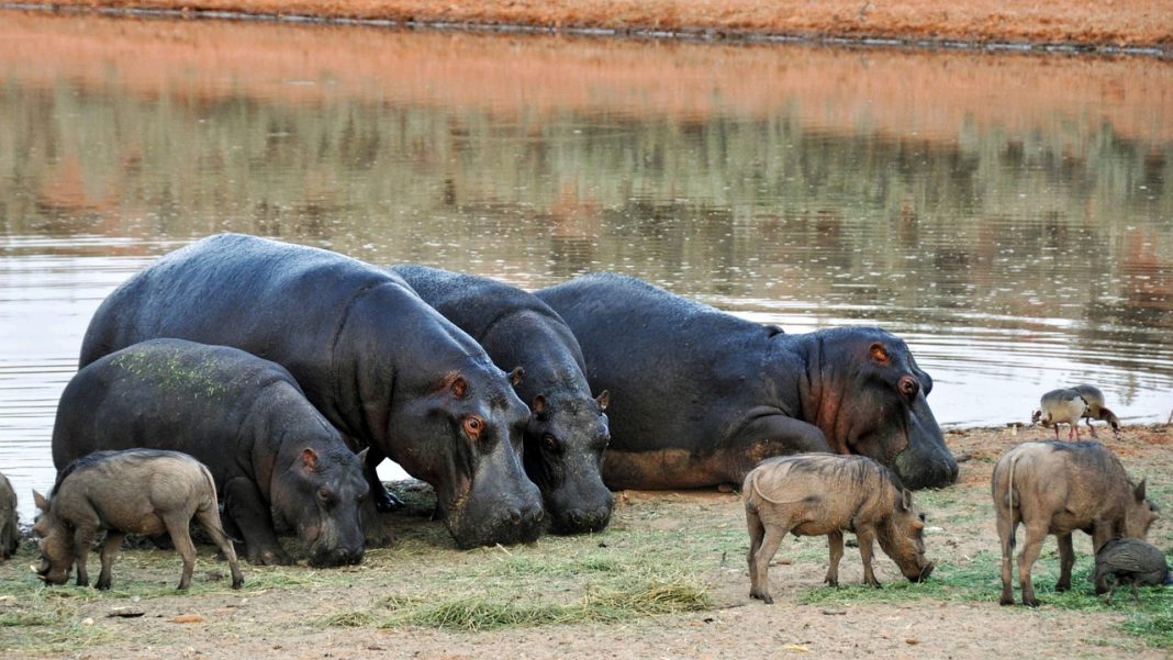 Os ‘hipopótamos da cocaína’ de Pablo Escobar devem ser eliminados, dizem os cientistas