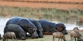 Os ‘hipopótamos da cocaína’ de Pablo Escobar devem ser eliminados, dizem os cientistas