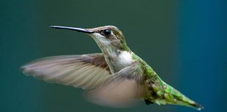Beija-flores vivem em um mundo mais colorido que o nosso, confirma estudo