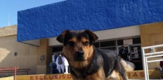 Cachorro espera há mais de um mês por dono que morreu de Covid-19