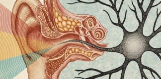 Porque o silêncio é de vital importância para todos nós, de acordo com a ciência