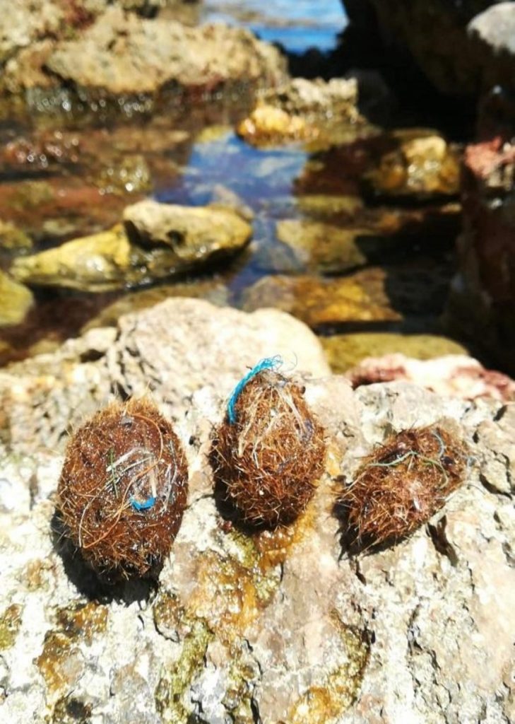 pensarcontemporaneo.com - "Grama" do mar consegue capturar milhões de partículas de plástico do mar