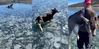 Assista pescadores arriscando caminhar no lago congelado para resgatar cervos bebês exaustos