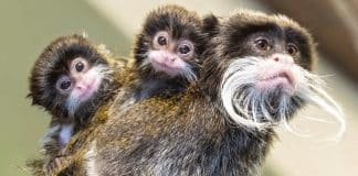 Estes trigêmeos de sagui imperador nasceram do tamanho de um dedal, com os mais fofos bigodões