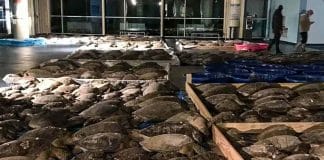 Voluntários estão salvando milhares de tartarugas marinhas atordoadas pelo frio nos EUA