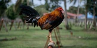 Galo usado em rinha ilegal mata o próprio dono