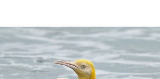 Fotógrafo da vida selvagem captura um pinguim amarelo nunca visto antes