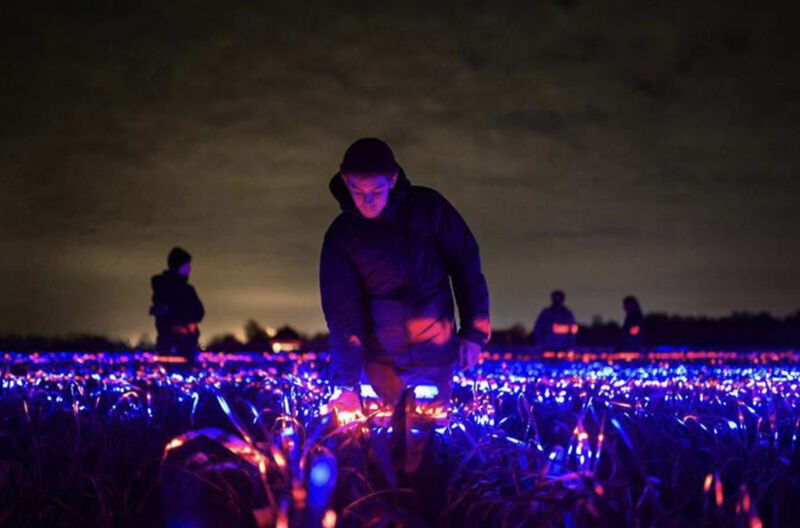 Artista holandês cria um show de luzes em um campo de alho-poró