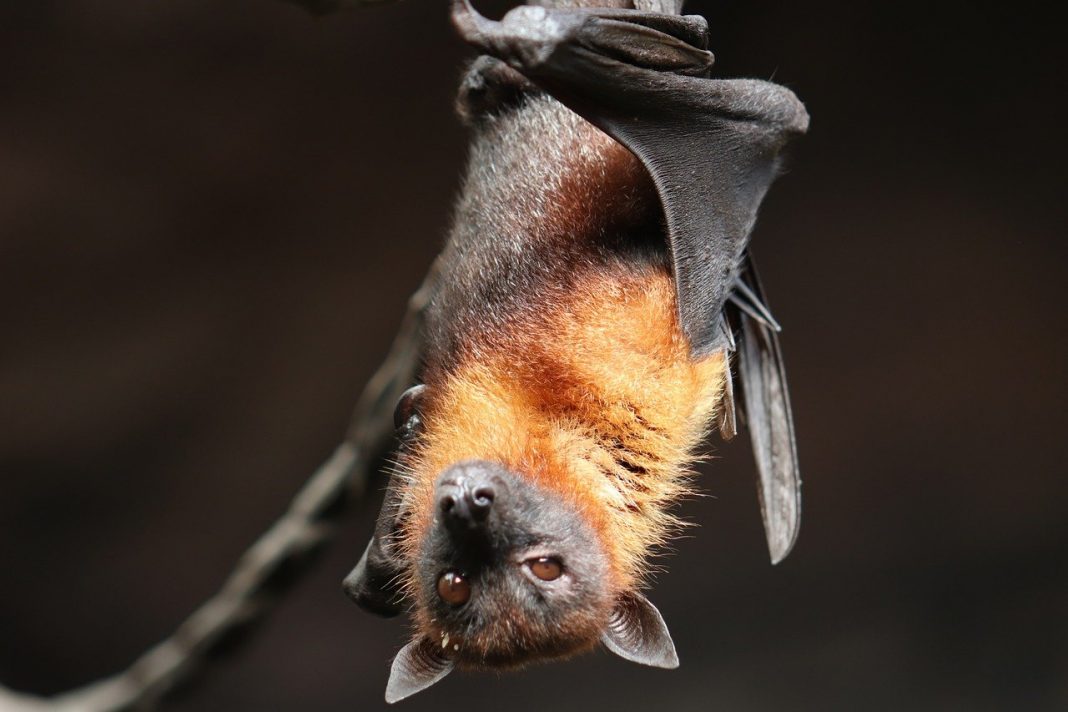 Onde este Coronavírus se originou? Caçadores de vírus encontram pistas genéticas em morcegos