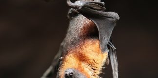 Onde este Coronavírus se originou? Caçadores de vírus encontram pistas genéticas em morcegos