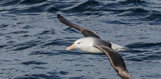 Uma mudança simples reduz as mortes acidentais de albatrozes e aves marinhas em 98%: ‘Absolutamente incrível’