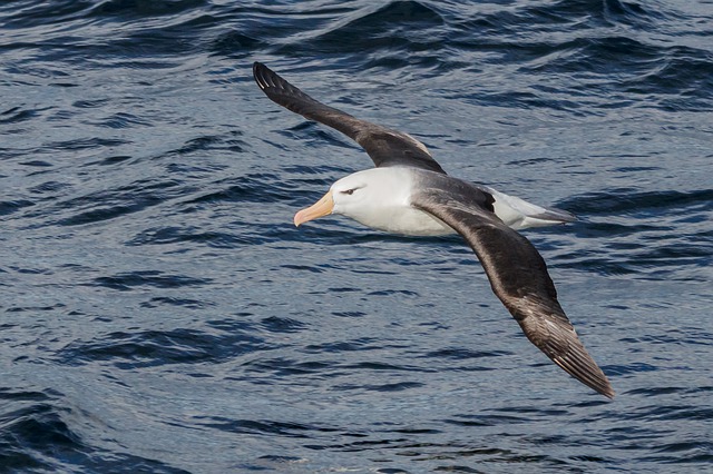 Uma mudança simples reduz as mortes acidentais de albatrozes e aves marinhas em 98%: ‘Absolutamente incrível’