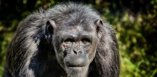 Cientistas capturaram chimpanzés realizando um ritual bizarro