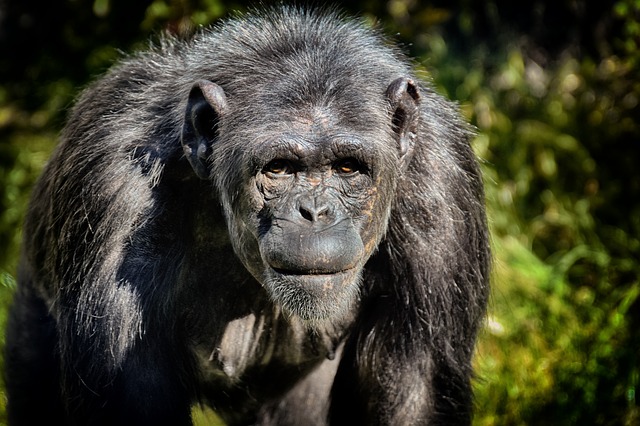 Cientistas capturaram chimpanzés realizando um ritual bizarro