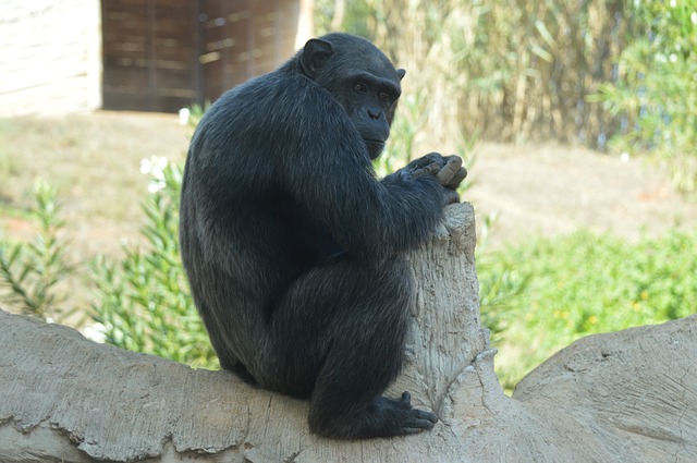 pensarcontemporaneo.com - Cientistas capturaram chimpanzés realizando um ritual bizarro