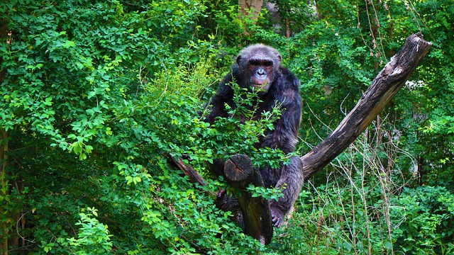 pensarcontemporaneo.com - Cientistas capturaram chimpanzés realizando um ritual bizarro