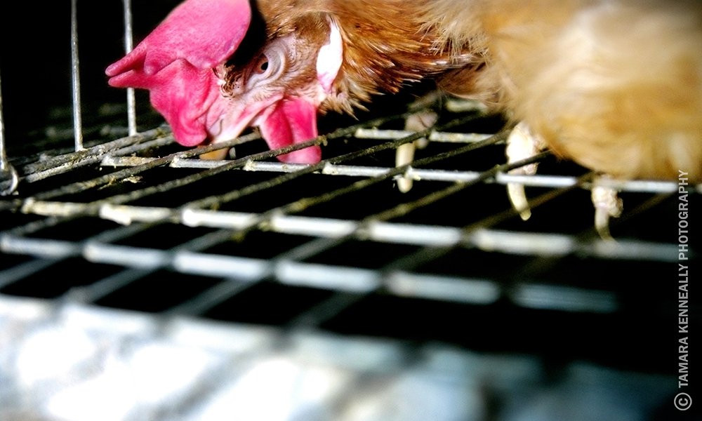 pensarcontemporaneo.com - Supermercado carioca vai vender apenas ovos de galinhas livres de gaiolas