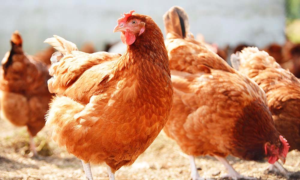 pensarcontemporaneo.com - Supermercado carioca vai vender apenas ovos de galinhas livres de gaiolas