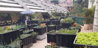 Fazenda Urbana de Paraisópolis já produziu mais de 300kg de hortaliças