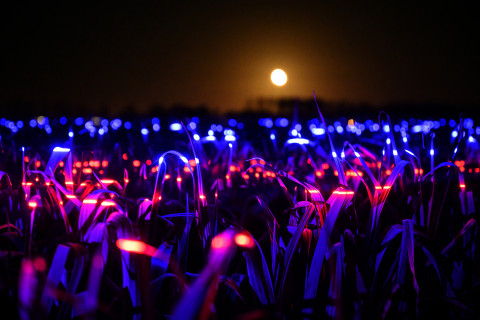 pensarcontemporaneo.com - Artista holandês cria um show de luzes em um campo de alho-poró