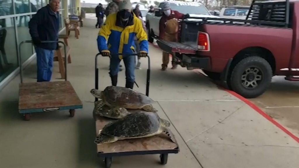 pensarcontemporaneo.com - Voluntários estão salvando milhares de tartarugas marinhas atordoadas pelo frio nos EUA