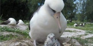 A ave selvagem conhecida mais velha do mundo tem outro filhote aos 70 anos