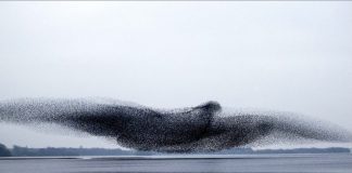 A foto hipnótica de um bando de estorninhos formando um pássaro gigante voando sobre um lago