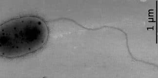 Micróbios desconhecidos para a ciência descobertos na Estação Espacial Internacional