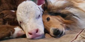 Carinho em temperaturas congelantes, bezerro recém-nascido e um cãozinho tornam-se adoráveis ​​melhores amigos