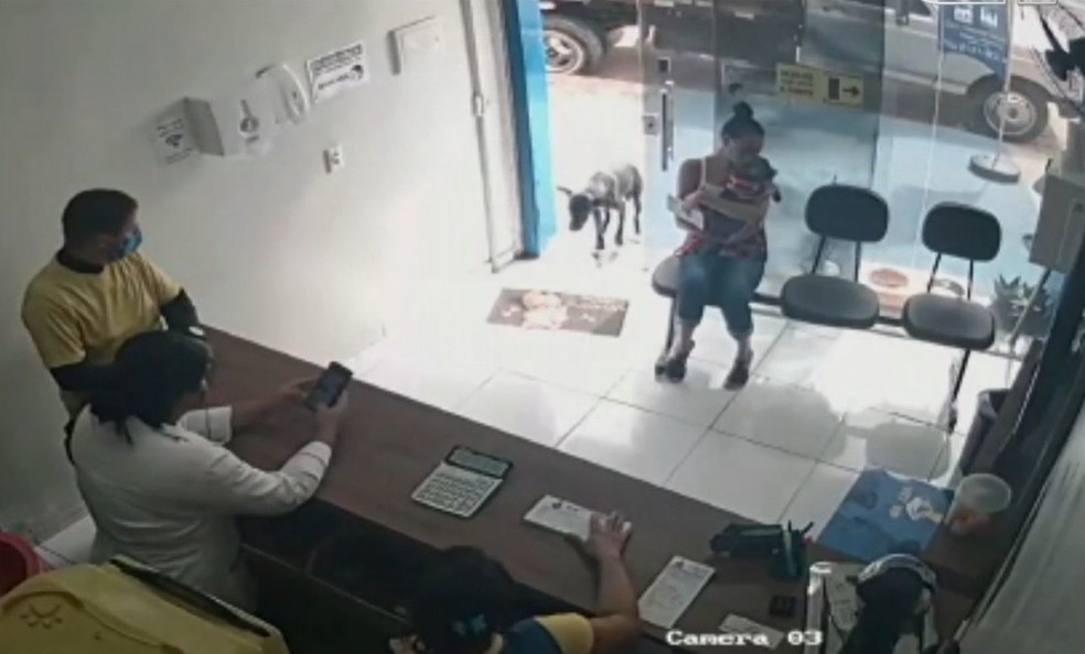 Cão ferido entra sozinho em clínica veterinária e recebe tratamento no interior do Ceará