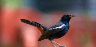 Moradores ficaram sem luzes de rua por 45 dias para ajudar um pássaro e seus filhotes