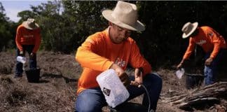 ONG planeja criar ‘corredor verde’ no Brasil com quase 2 bilhões de árvores