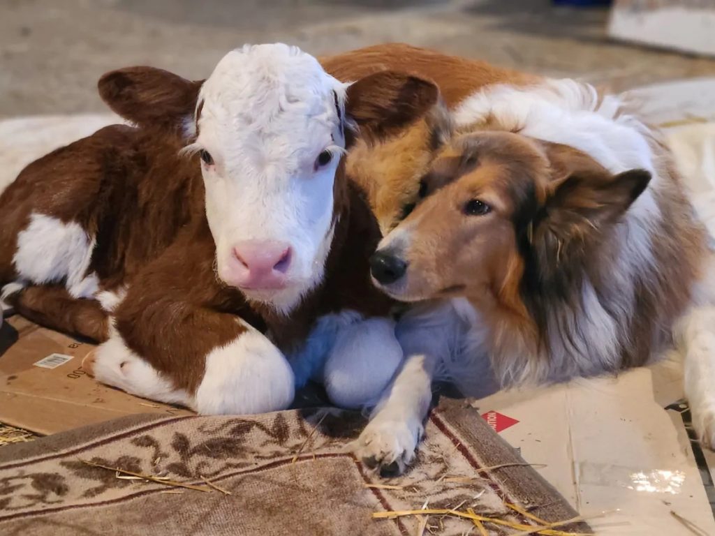 pensarcontemporaneo.com - Carinho em temperaturas congelantes, bezerro recém-nascido e um cãozinho tornam-se adoráveis ​​melhores amigos