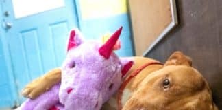 Ele continuou entrando furtivamente na loja para roubar um unicórnio, agora o cachorro de rua tem seu próprio bicho de pelúcia e um novo começo